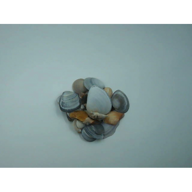 Случайная коллекция из 20 декоративных ракушек.